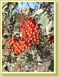 Pilbara 2008 031